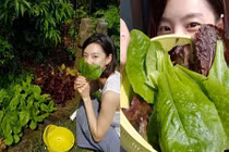 Vườn rau tốt um trong biệt thự của vợ chồng Bae Yong Joon