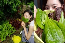 Vườn rau tốt um trong biệt thự của vợ chồng Bae Yong Joon