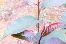 Phát sốt chè tím mới lạ thu trăm triệu đồng mỗi năm