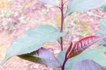 Phát sốt chè tím mới lạ thu trăm triệu đồng mỗi năm