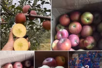 3 loại táo Trung Quốc đang bán đầy chợ Việt, chị em cẩn thận kẻo nhầm