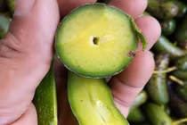 Bơ không hạt gây sốt thị trường Việt có gì độc?