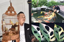 “Ngã ngửa” thú chơi tiền tỷ cực lạ của đại gia Việt