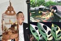 “Ngã ngửa” thú chơi tiền tỷ cực lạ của đại gia Việt