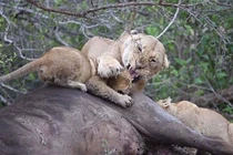 Sư tử mẹ nổi đóa đánh con nhỏ vì bị giành ăn