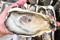 Chán hàu nội, nhà giàu Việt thử hàu Nhật tách vỏ tiền triệu