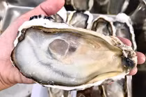 Chán hàu nội, nhà giàu Việt thử hàu Nhật tách vỏ tiền triệu