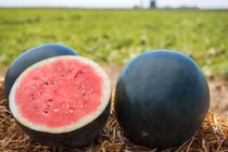 Bí ẩn đằng sau giống dưa hấu “quý tộc”, hơn 100 triệu đồng/quả