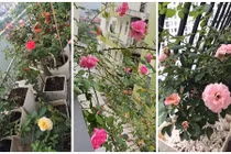 Ngẩn ngơ ngắm những ban công nhỏ tràn ngập hoa hồng