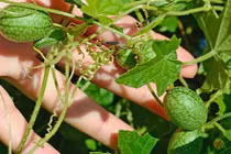 Dưa hấu ngón tay chua như chanh hơn 300.000 đồng/kg có gì độc?