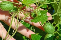 Dưa hấu ngón tay chua như chanh hơn 300.000 đồng/kg có gì độc?