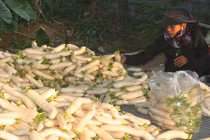 Mùa thu hoạch “nhân sâm trắng” lãi tiền triệu ở Nghệ An