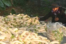 Mùa thu hoạch “nhân sâm trắng” lãi tiền triệu ở Nghệ An