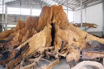 Cận cảnh gốc bàng kiểng 35 tỷ gia chủ không chịu bán