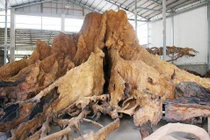 Cận cảnh gốc bàng kiểng 35 tỷ gia chủ không chịu bán