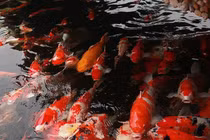 Cá Koi trăm triệu bị trộm ăn thịt: Nhà giàu Việt đổ tiền tậu, nuôi thế nào?