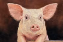 Phải rất cẩn thận đối với những người cầm tinh tuổi Hợi ở xung quanh bạn 