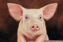 Phải rất cẩn thận đối với những người cầm tinh tuổi Hợi ở xung quanh bạn 