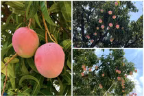 Cận cảnh cây xoài chi chít quả được ca ngợi đẹp nhất Việt Nam