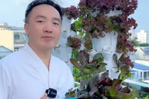 Vườn rau sân thượng “ăn mãi không hết” của Dương Ngọc Thái 