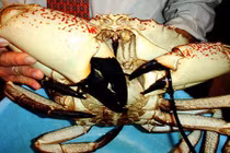 Cua Australia vài chục triệu/con khiến nhà giàu Việt "phát sốt"