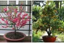 Cách trồng lại và chăm sóc đào, quất cảnh sau Tết