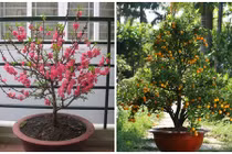 Cách trồng lại và chăm sóc đào, quất cảnh sau Tết