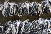 Ảnh độc trong xưởng chuyên lấy vây cá mập lớn Nhật Bản