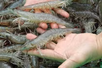 Mách chị em nhận biết tôm bơm tạp chất với tôm sạch chuẩn nhất