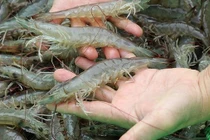 Mách chị em nhận biết tôm bơm tạp chất với tôm sạch chuẩn nhất