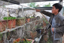 Triệu phú Hà thành tiết lộ tuyệt chiêu hãm đào Tiến Vua nở đúng Tết