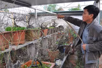 Triệu phú Hà thành tiết lộ tuyệt chiêu hãm đào Tiến Vua nở đúng Tết