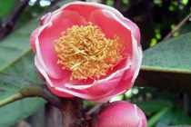 Tìm thấy cây trà hoa đỏ cực quý hiếm tại Yók Đôn 