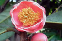 Tìm thấy cây trà hoa đỏ cực quý hiếm tại Yók Đôn 