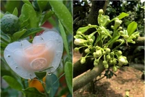 Nhiều mẫu cây lạ cảnh sẵn sàng phục vụ Tết Nguyên đán