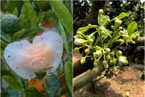 Nhiều mẫu cây lạ cảnh sẵn sàng phục vụ Tết Nguyên đán