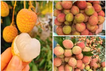 Vải chín sớm hơn 100.000 đồng/kg khách vẫn tấp nập mua 