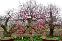 Hết Tết rồi, học cách trồng lại đào chơi Tết năm sau