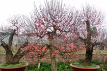 Hết Tết rồi, học cách trồng lại đào chơi Tết năm sau