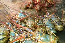 Ảnh: Tôm hùm chết hàng loạt, thiệt hại chục tỷ ở Phú Yên