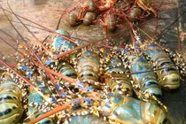 Ảnh: Tôm hùm chết hàng loạt, thiệt hại chục tỷ ở Phú Yên