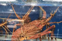 Tôm hùm ngon nhất thế giới “cháy hàng” dịp Tết đắt cỡ nào?