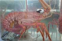 Tôm hùm Nam Úc gần chục triệu/con có gì bổ béo... nhà giàu tới tấp mua?