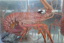 Tôm hùm Nam Úc gần chục triệu/con có gì bổ béo... nhà giàu tới tấp mua?