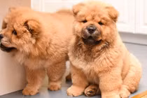 Dân chơi Việt mạnh tay chi 30 triệu lùng mua thú cưng giống sư tử