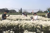 Lại một mùa hoạ mi nở rộ, chủ vườn kiếm bộn thế nào?