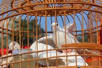 Khám phá 3 khu chợ chim cảnh hút khách ở Hà Nội 