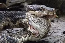 Đại chiến giữa hổ mang và kỳ đà, cái kết ra sao?