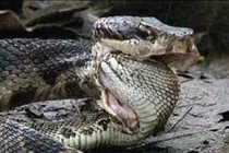 Đại chiến giữa hổ mang và kỳ đà, cái kết ra sao?