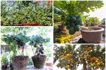 Ngắm loạt bonsai trĩu quả chơi Tết đẹp mê mẩn